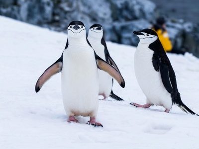 Chinstrap penguin