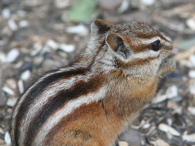 Chipmunk