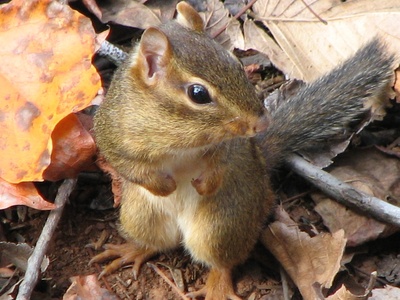 Chipmunk (Eastern)
