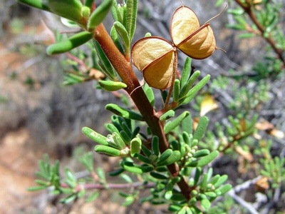Chirca de monte