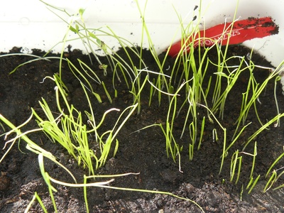 Chives