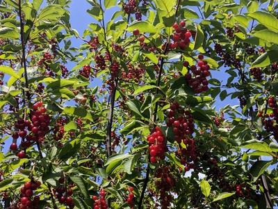 Chokecherry