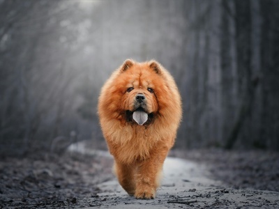 Chow Chow