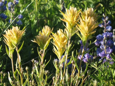 Christ's Paintbrush