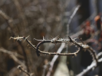 Christ's Thorn