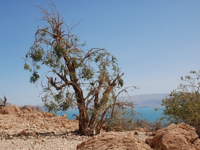 Christ's Thorn Jujube