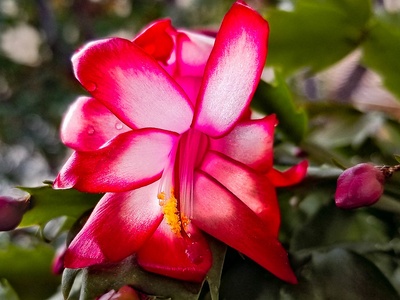 Christmas Cactus
