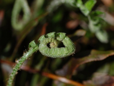 Christmas Fern