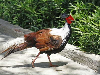 Chukar partridge