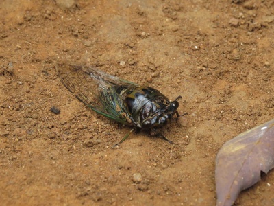 Cicada