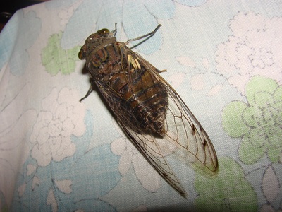 Cigarra