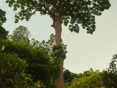 Cigua