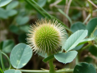 Ciliate Medick