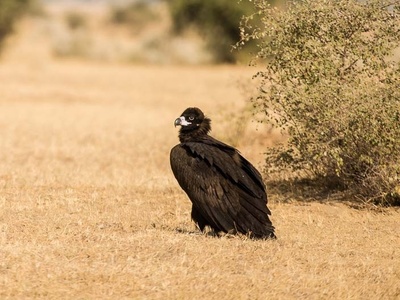 Cinereous Vulture