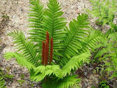 Cinnamon Fern