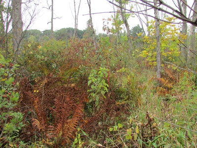 Cinnamon fern