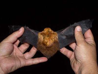Cinnamon Red Bat
