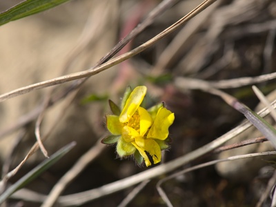 Cinquefoil
