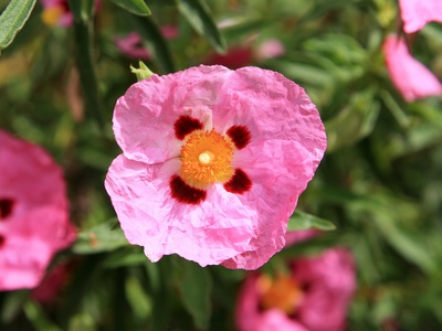 Cistus