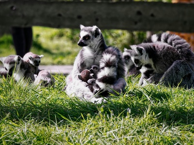 Civet
