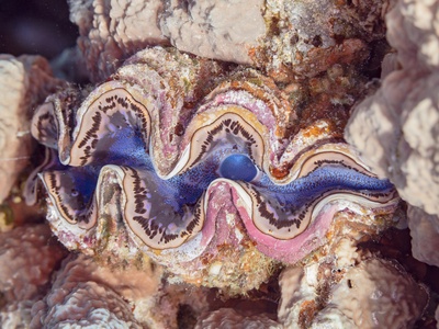 Clam
