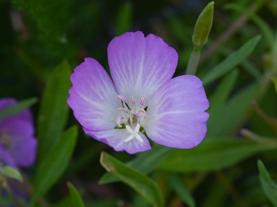 Clarkia