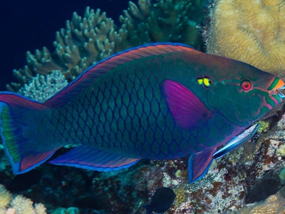 Cleaner Wrasse