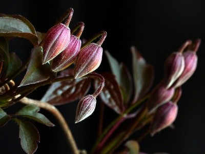 Clematis