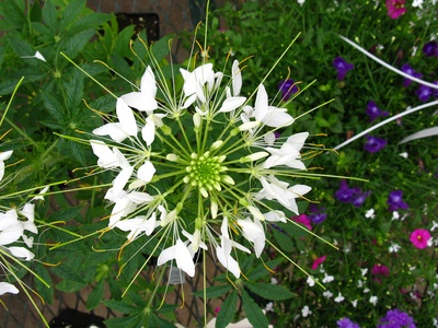 Cleome