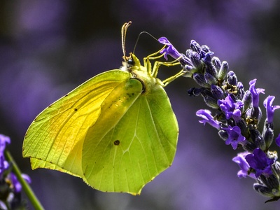 Cleopatra butterfly