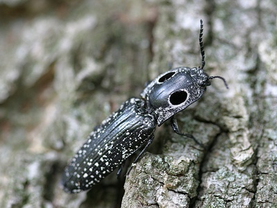 Click Beetle