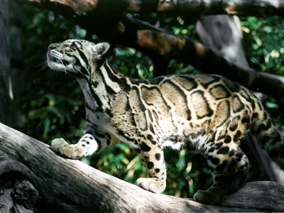 Clouded Leopard