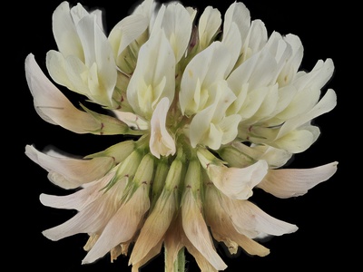 Clover