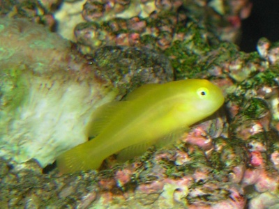 Clown goby