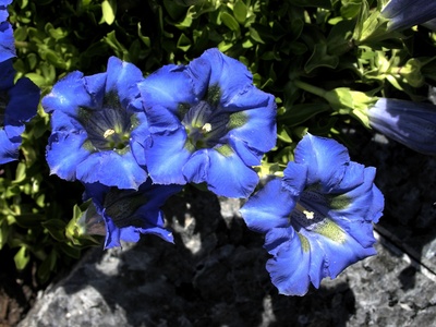 Clusius's Gentian
