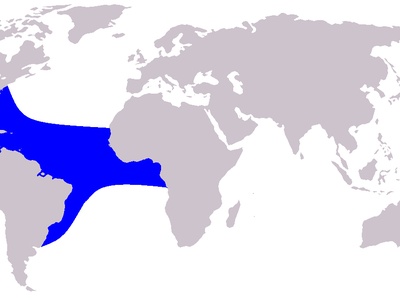Clymene Dolphin