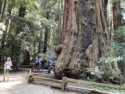 Coast redwood