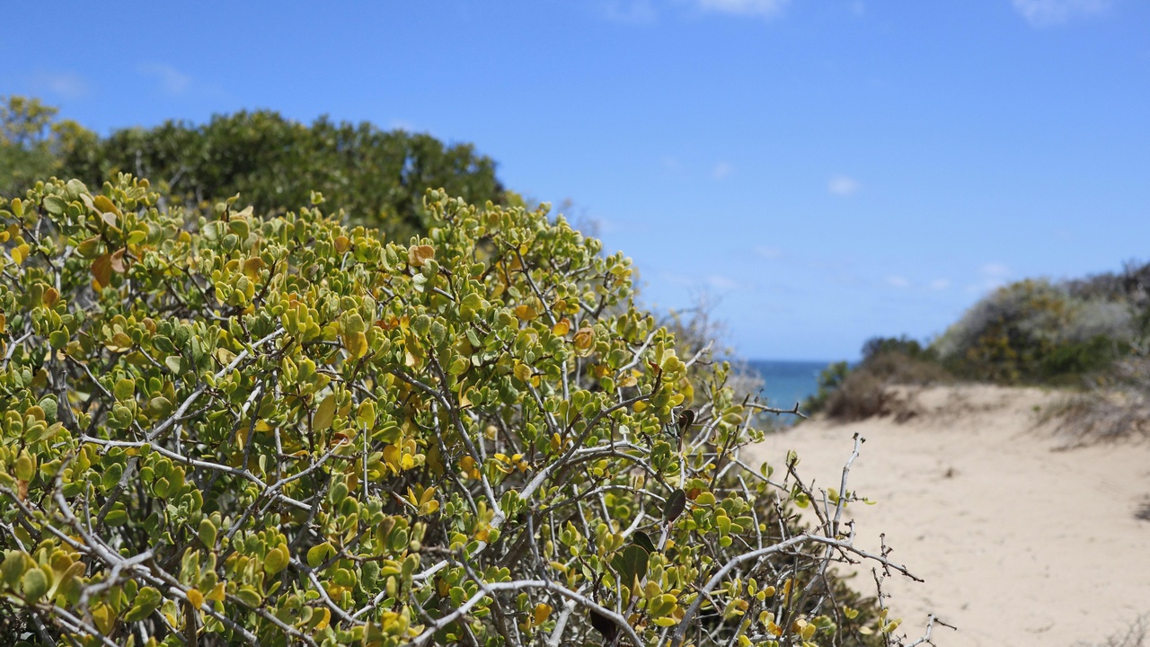 Coastal vegetation and coconut palms along a Palau shoreline
