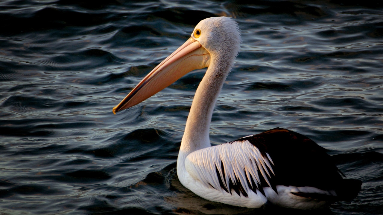 Brown pelicans perched on a Saint Kitts jetty