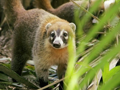 Coati