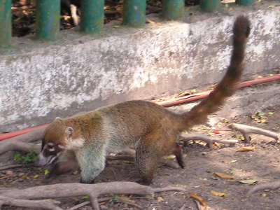 Coati (White-nosed)