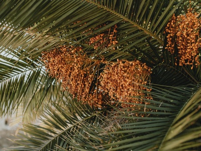 Coco-Marron