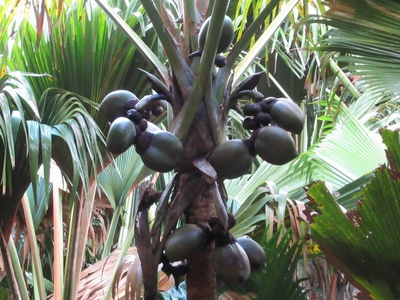 Coco de Mer