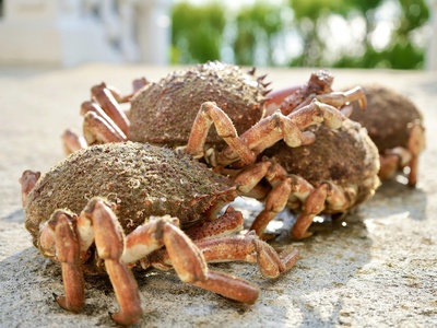 Coconut Crab