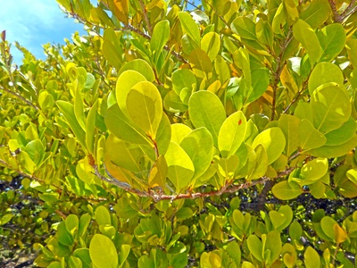 Cocoplum