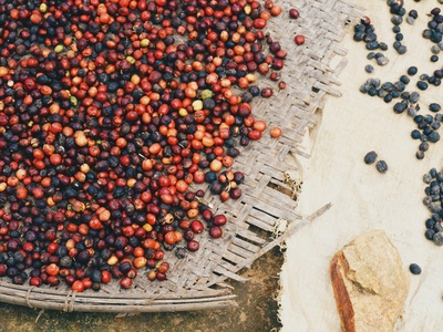 Coffee cherry