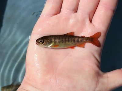 Coho salmon
