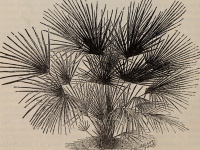 Cohune palm