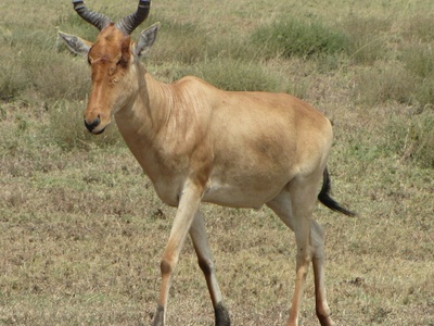 Coke's Hartebeest