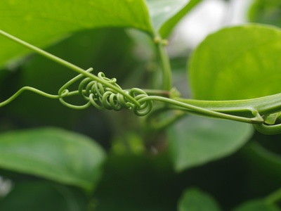Colchican Ivy